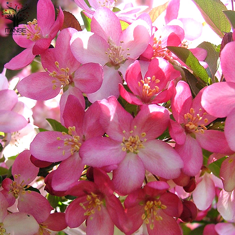 Itanse良品ｾﾚｸﾄ通販