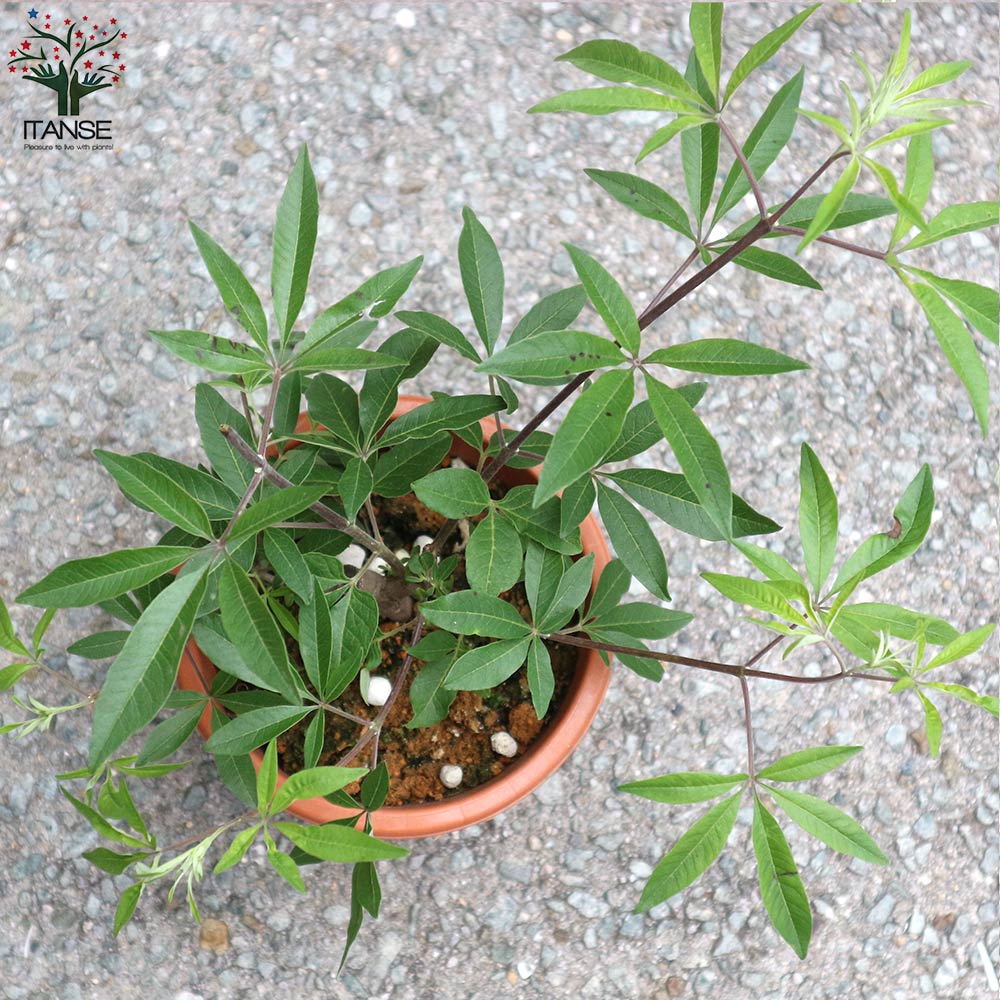 セイヨウニンジンボク ピンク【庭木 5号鉢／1個売り】｜ 【植物の