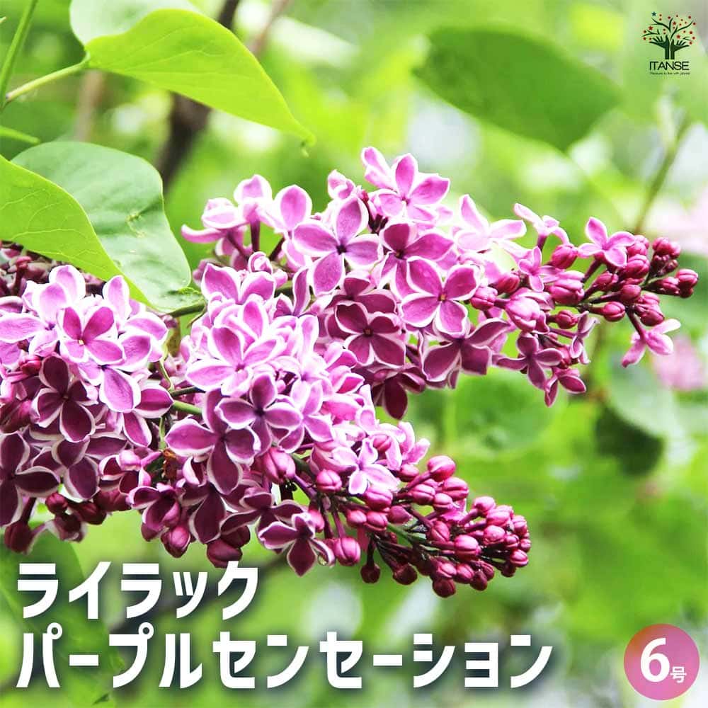 ライラック リラの花 苗木 注文