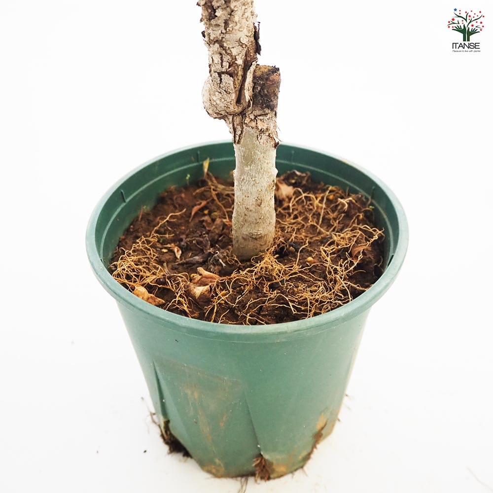 ライラック パープルセンセーション 【花木苗 5～6号／1個売り