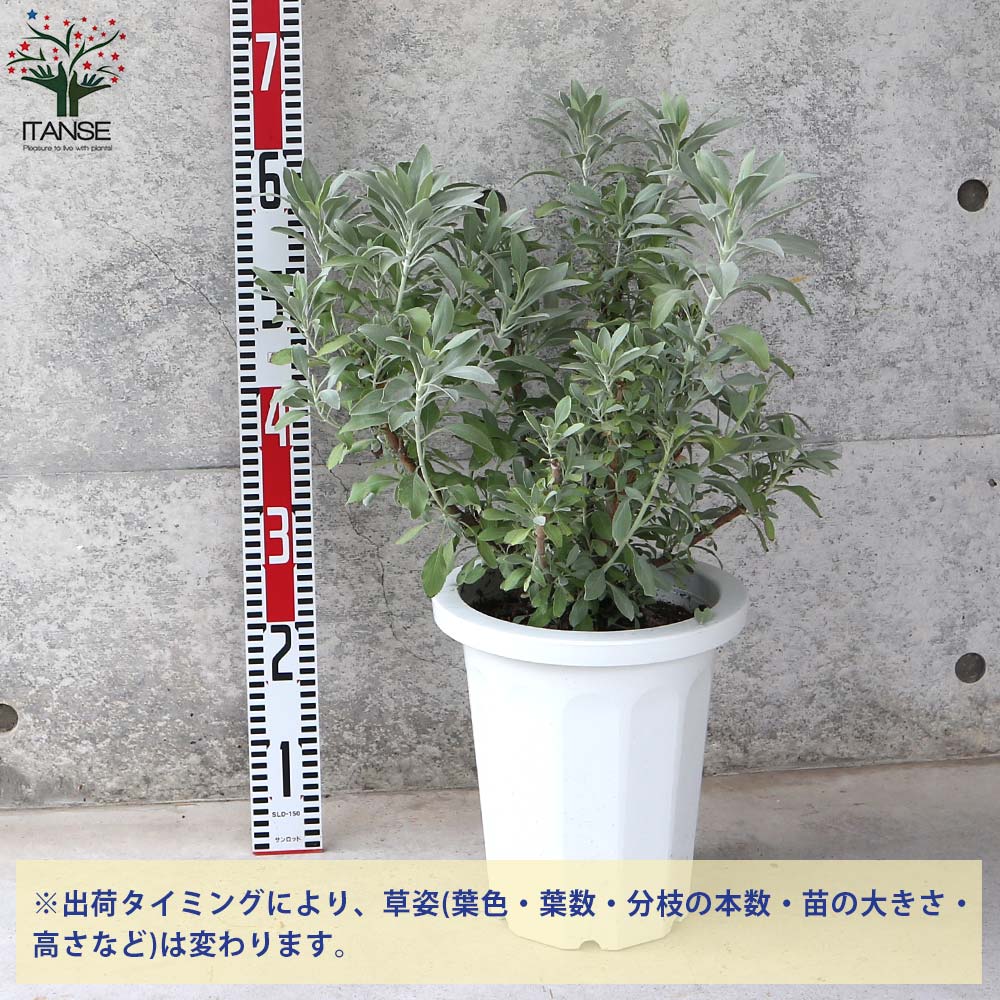 Itanse良品ｾﾚｸﾄ通販