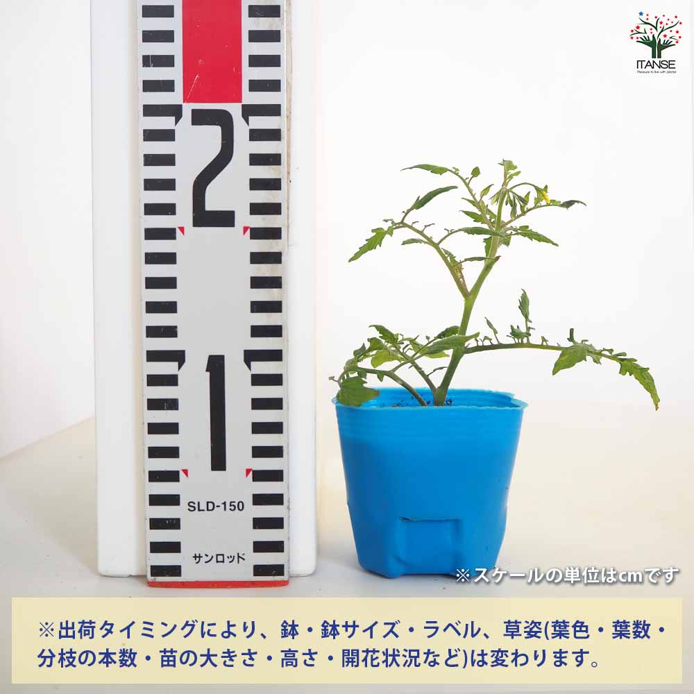 高糖度ミニトマトの苗 キャンディドロップ2個～ 【野菜の苗 3号】