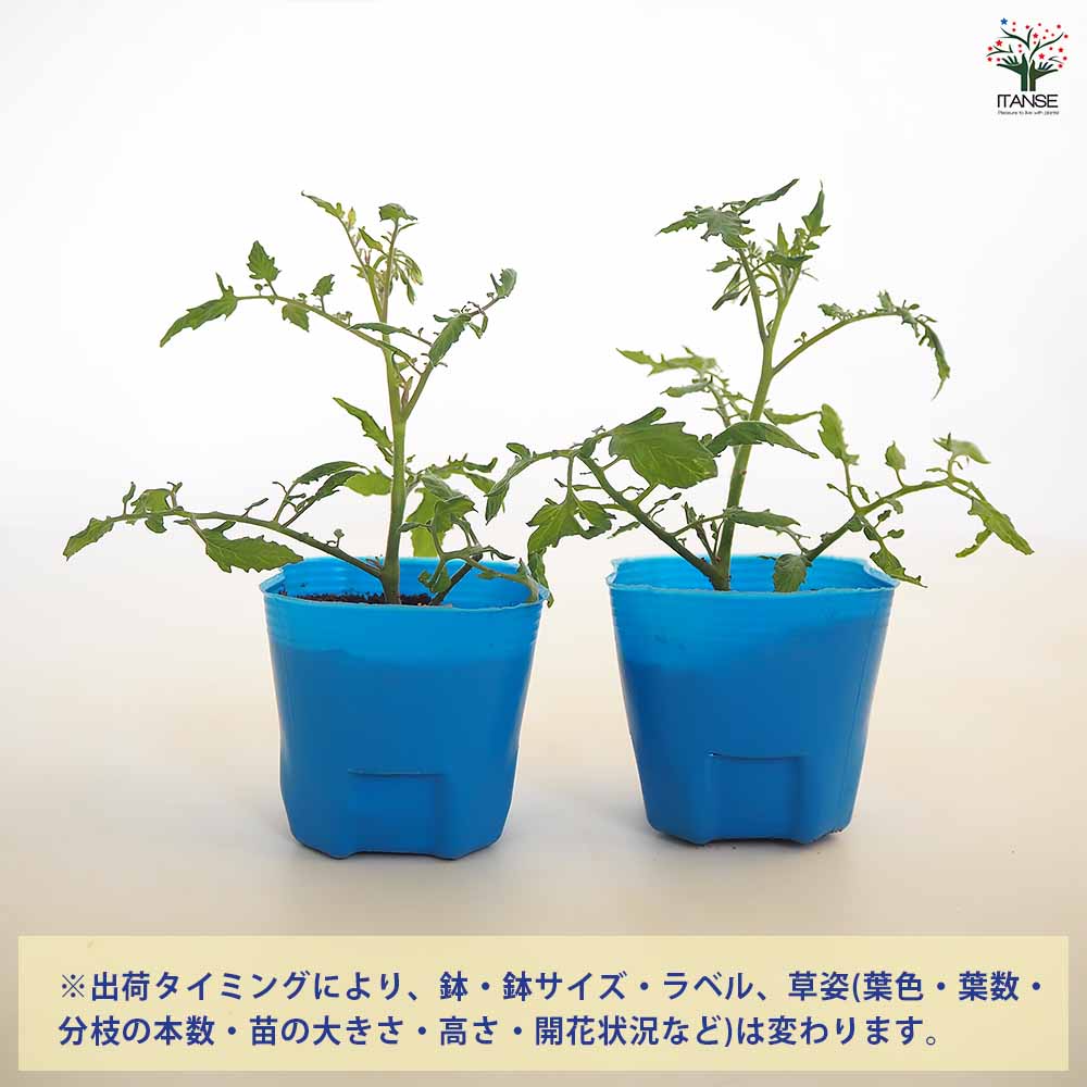 高糖度ミニトマトの苗 キャンディドロップ2個～ 【野菜の苗 3号】