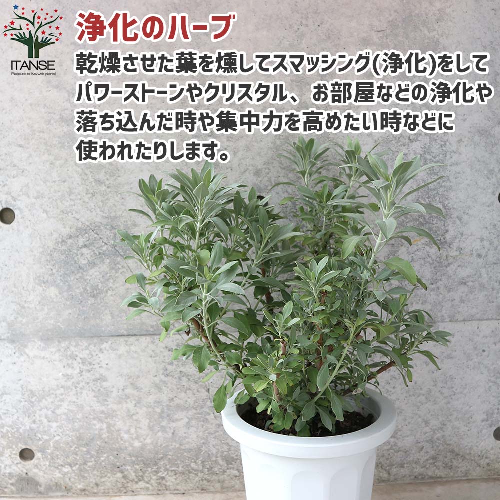 ホワイトセージ 【ハーブの苗 8号大苗／1個売り】｜ 【植物の