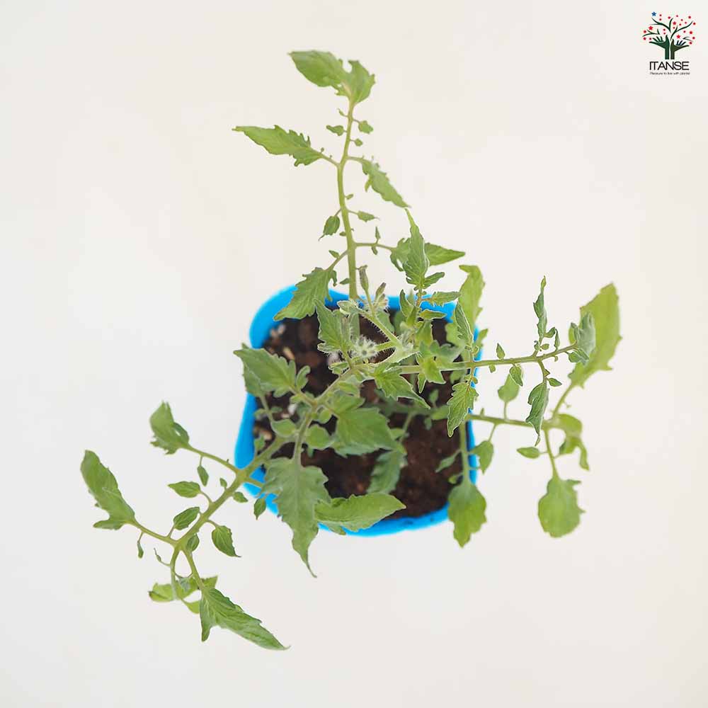 高糖度ミニトマトの苗 キャンディドロップ2個～ 【野菜の苗 3号】