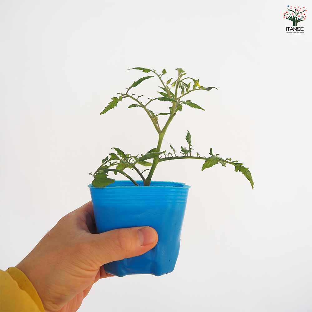 高糖度ミニトマトの苗 キャンディドロップ2個～ 【野菜の苗 3号】