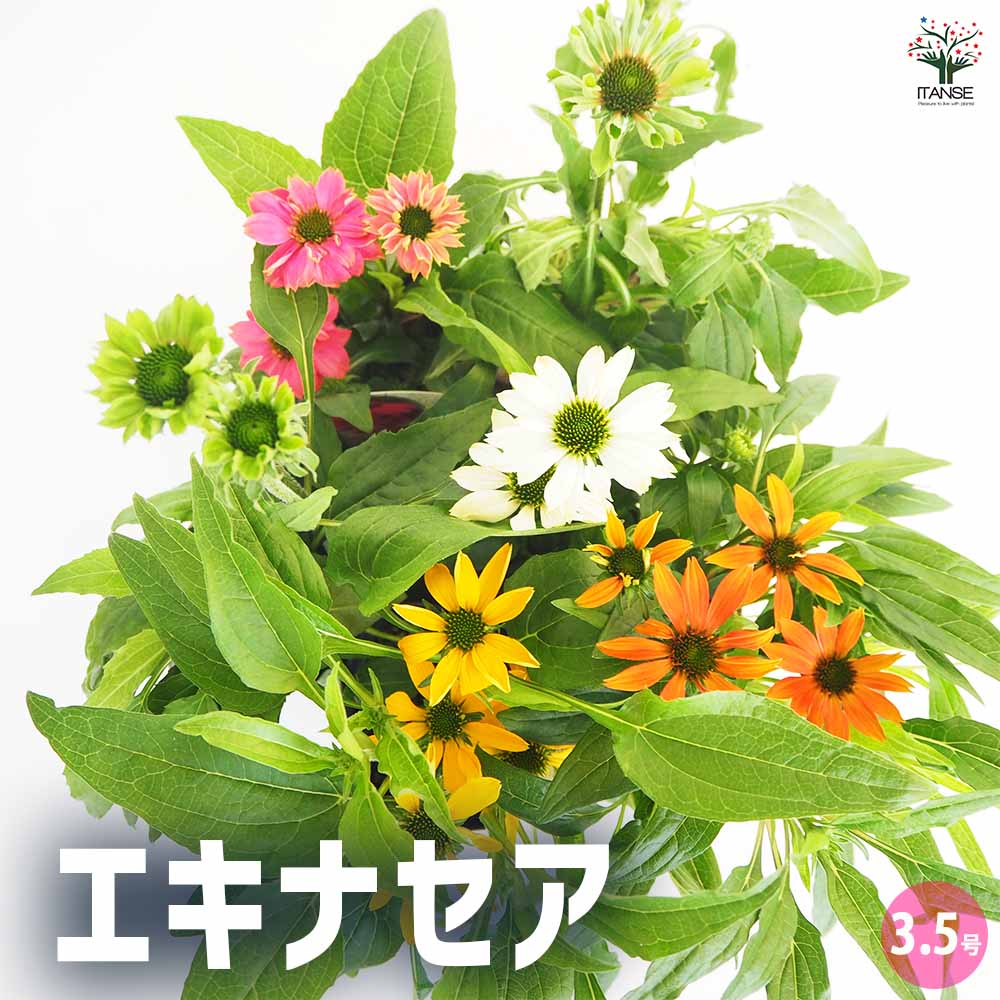 エキナセア【花苗 3.5号】｜ 【植物のITANSE】全品送料無料・即出荷!