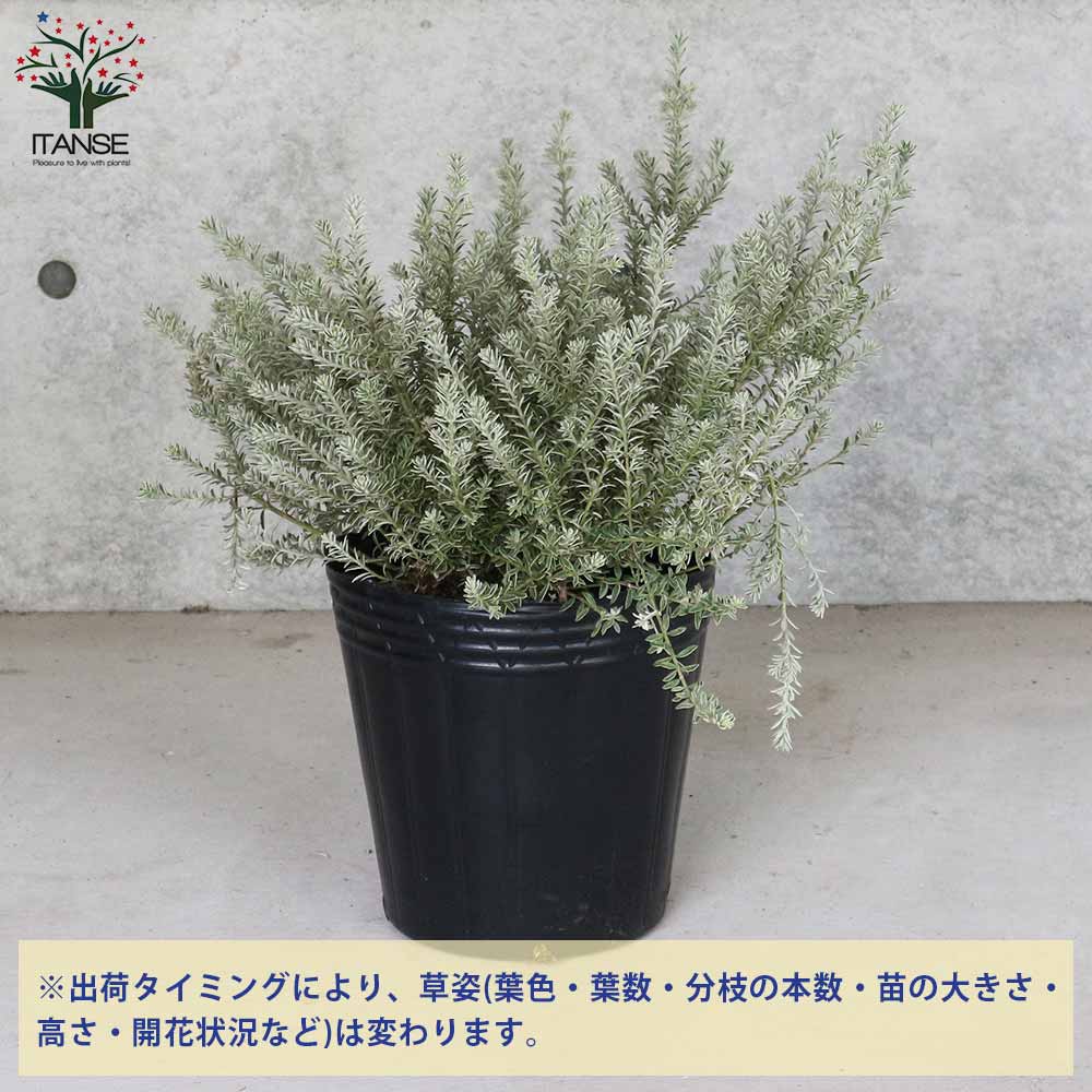 ウエストリンギア スモーキーホワイト【庭木 8号鉢 大苗／1個売り