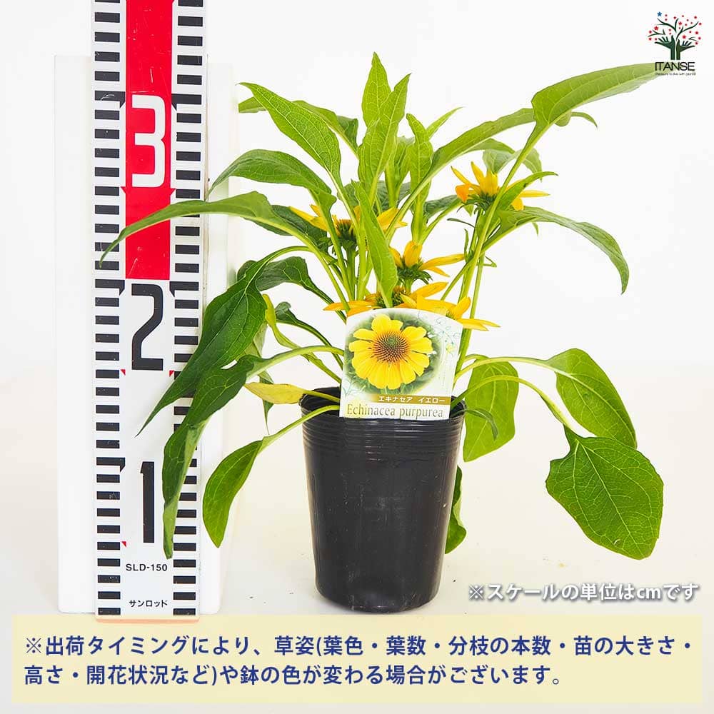 ⑤ モデーア エキナセア 期限2026年6月 New 2025 Kawasaki Ninja ZX-6R KRT Edition, Broadalbin NY