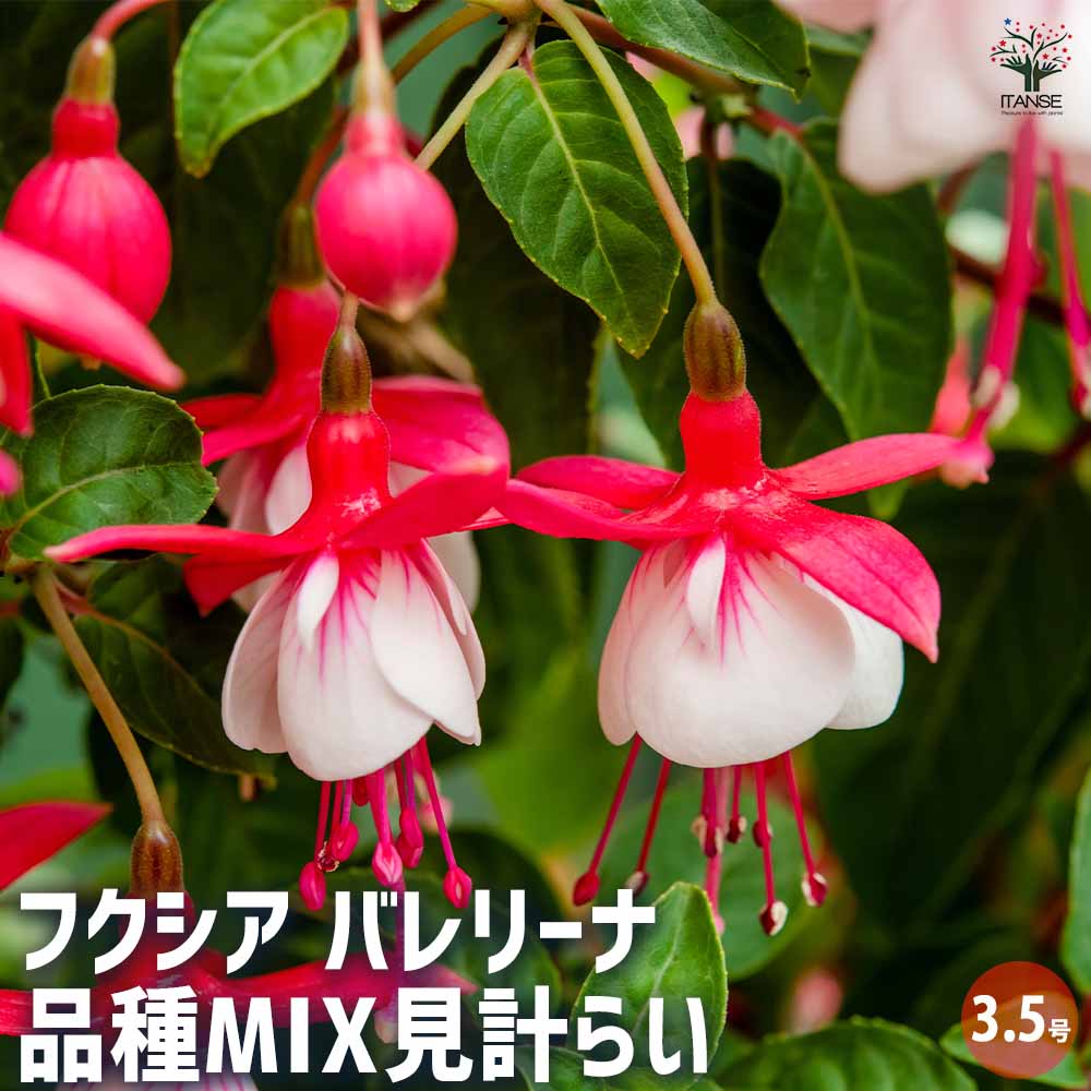 フクシア バレリーナ 品種MIX見計らい 【花苗 3.5号】｜ 【植物の