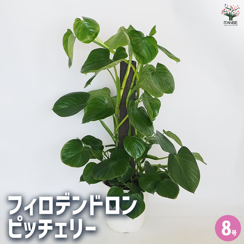 フィロデンドロン　シェルベリチー　scherberichii Philodendron scherberichii Ecuagenera — Ecuagenera California