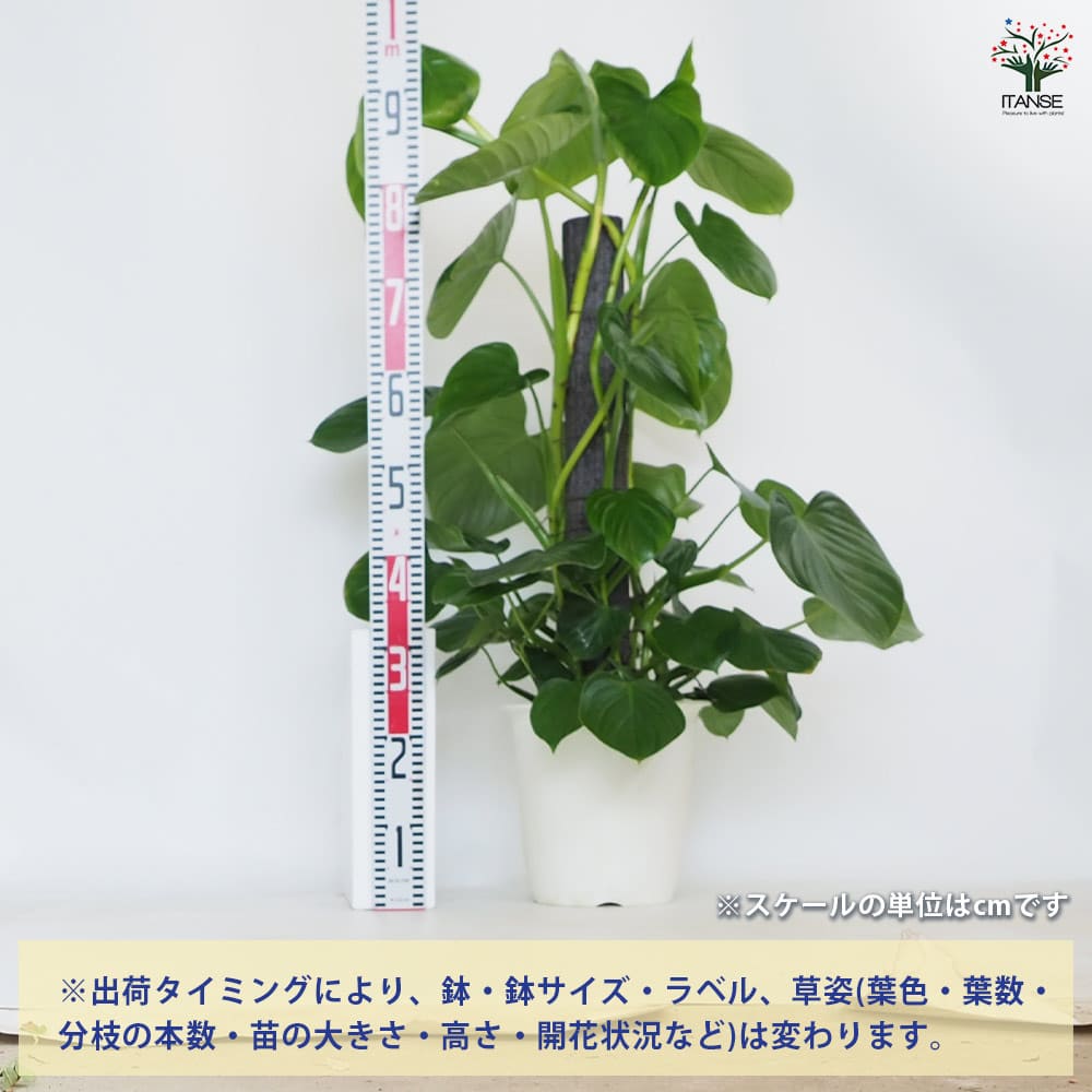 フィロデンドロン ピッチェリー 【観葉植物 8号／1個売り】
