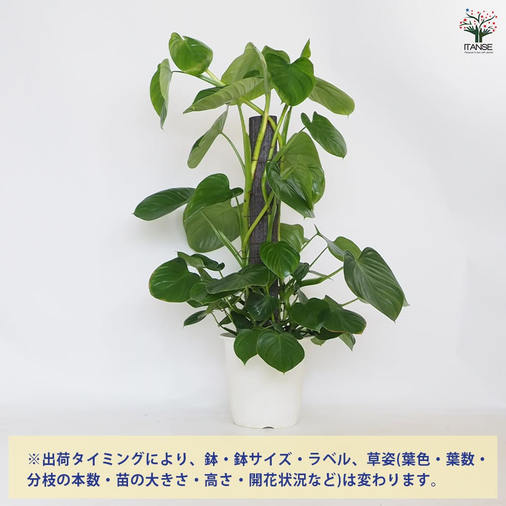 フィロデンドロン ピッチェリー 【観葉植物 8号／1個売り】｜ 【植物の