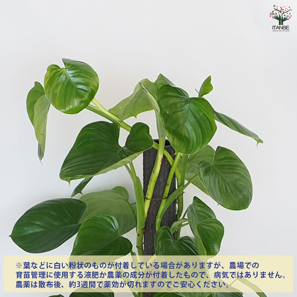 フィロデンドロン ピッチェリー 【観葉植物 8号／1個売り】