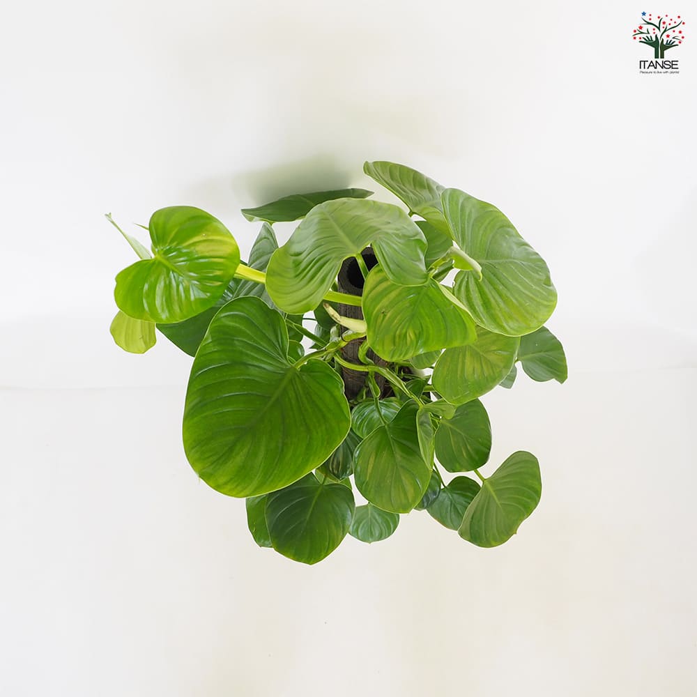 フィロデンドロン ピッチェリー 【観葉植物 8号／1個売り】