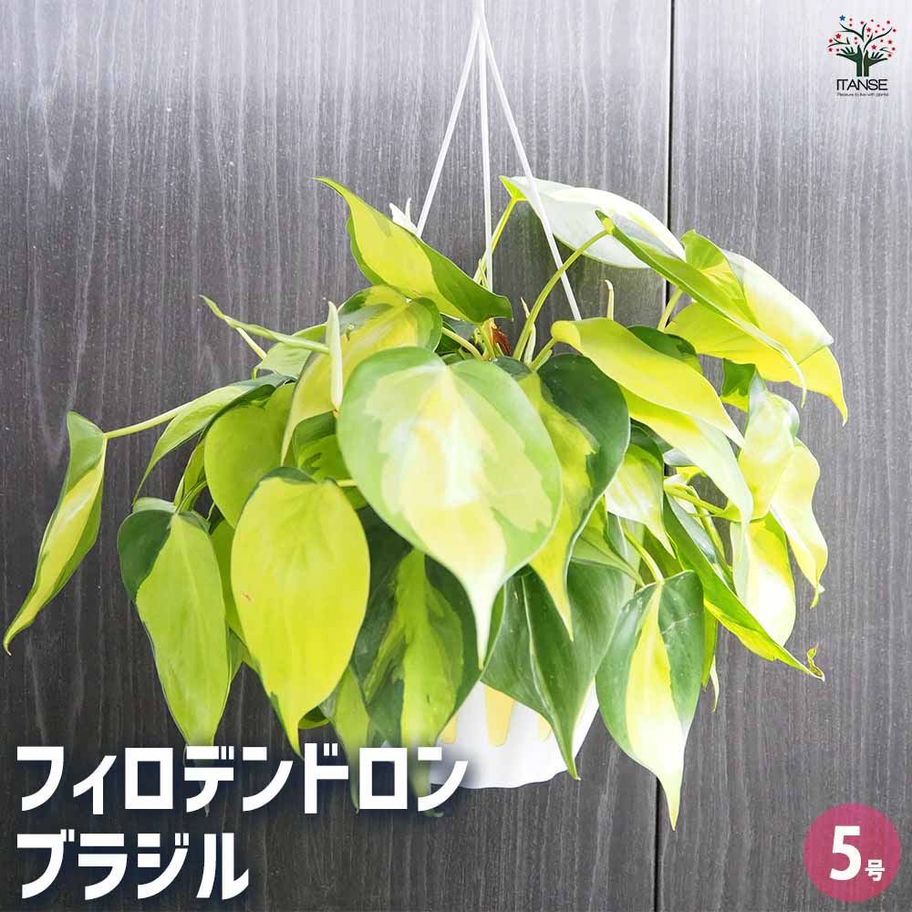 フィロデンドロン ブラジル 【観葉植物 5号／1個売り】｜ 【植物の
