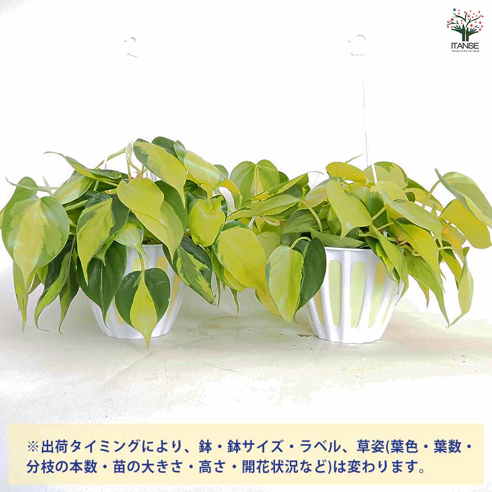 フィロデンドロン ブラジル 【観葉植物 5号／1個売り】｜ 【植物の