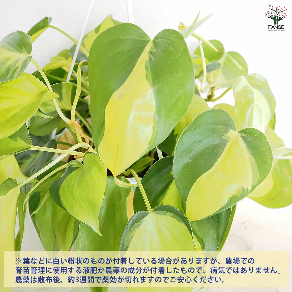 フィロデンドロン ブラジル 【観葉植物 5号／1個売り】｜ 【植物の