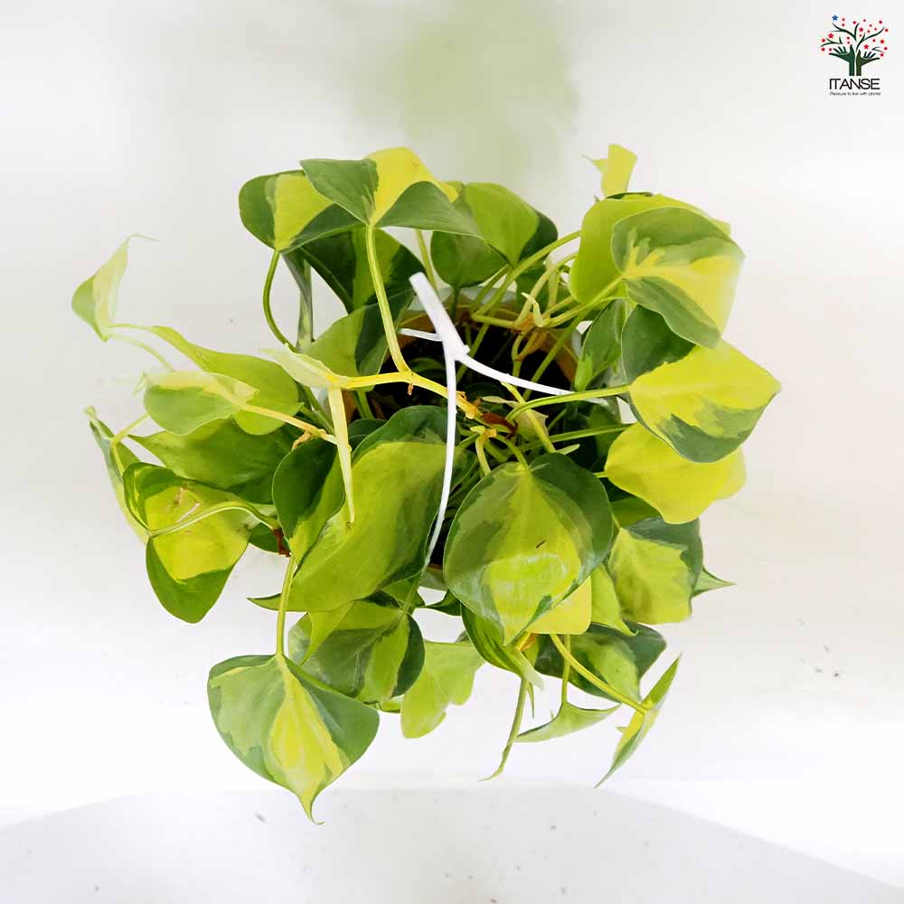 フィロデンドロン ブラジル 【観葉植物 5号／1個売り】｜ 【植物の