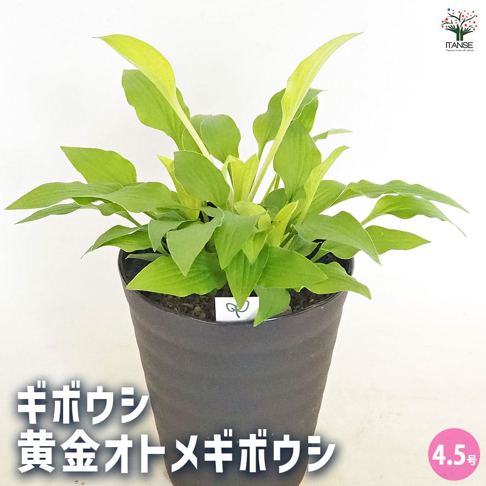 ホスタ(ギボウシ) 黄金オトメギボウシ 【花木苗 4.5号
