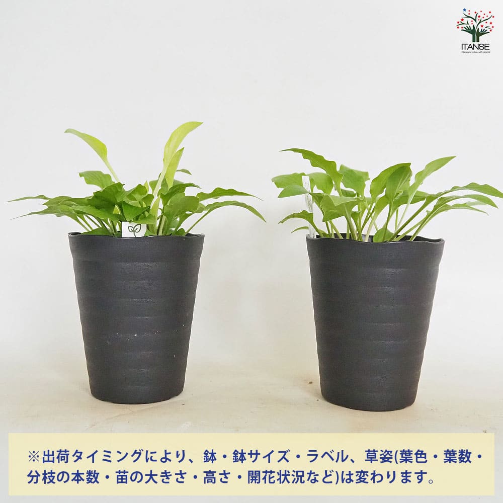 ホスタ(ギボウシ) 黄金オトメギボウシ 【花木苗 4.5号】｜ 【植物の