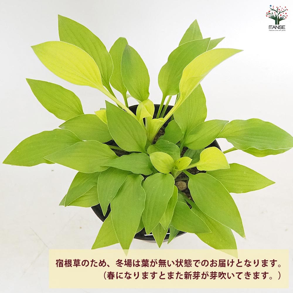 ホスタ(ギボウシ) 黄金オトメギボウシ 【花木苗 4.5号
