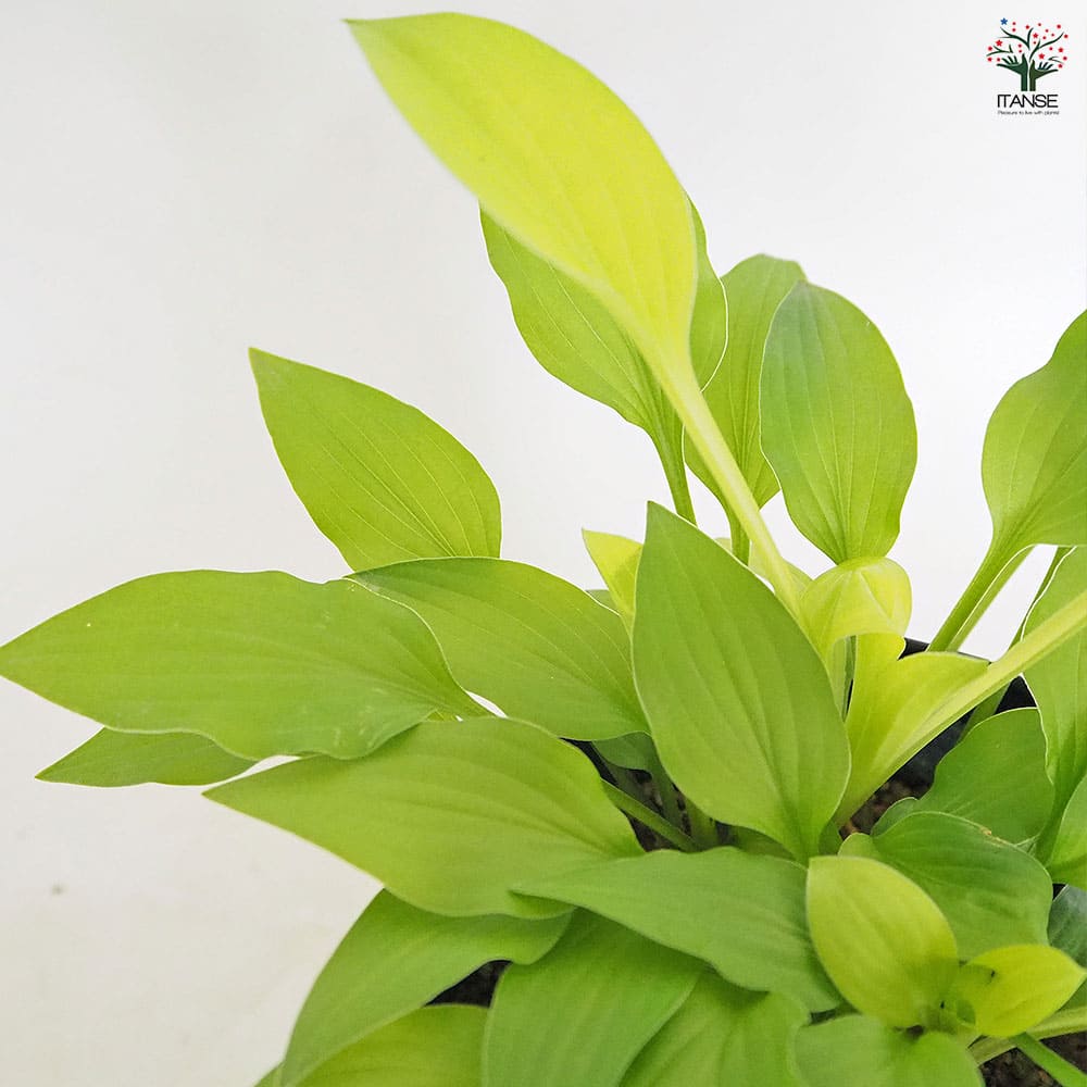 ホスタ(ギボウシ) 黄金オトメギボウシ 【花木苗 4.5号】｜ 【植物の