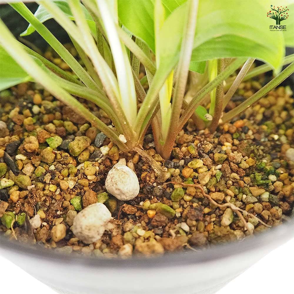 ホスタ(ギボウシ) 黄金オトメギボウシ 【花木苗 4.5号】｜ 【植物の