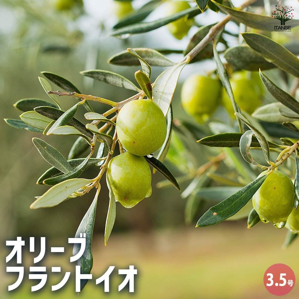 オリーブ フラントイオ 【果樹の苗 3.5号】｜ 【植物のITANSE