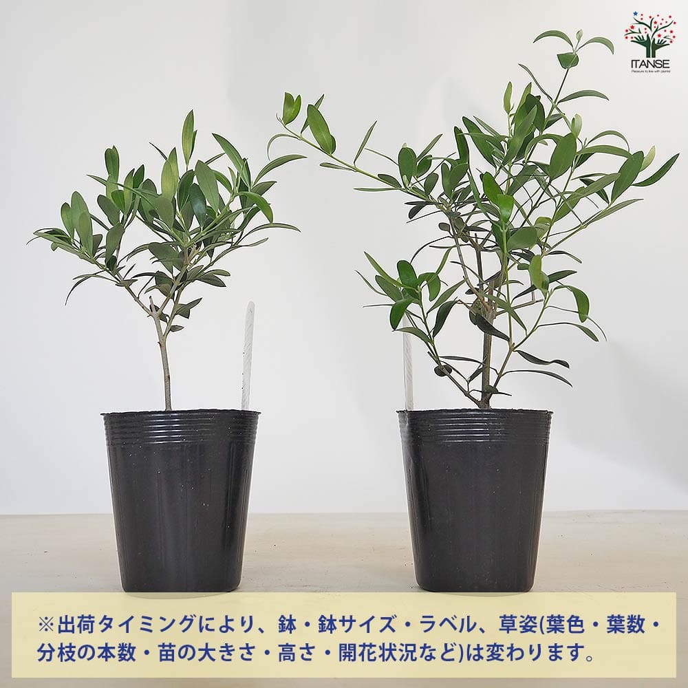 オリーブ フラントイオ 【果樹の苗 3.5号】｜ 【植物の