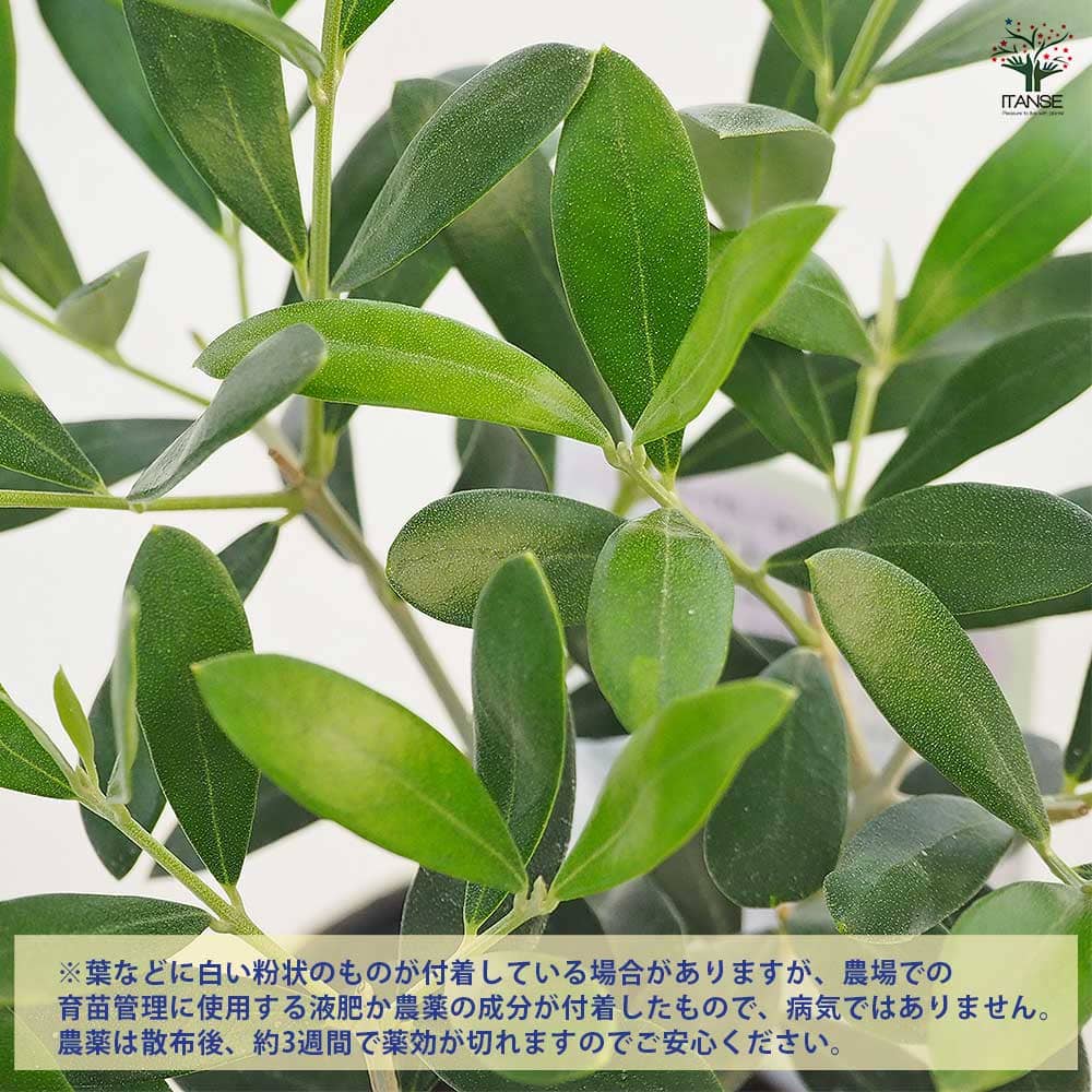 オリーブ フラントイオ 【果樹の苗 3.5号】
