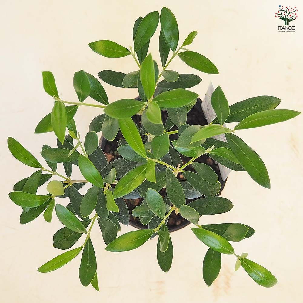 オリーブ フラントイオ 【果樹の苗 3.5号】