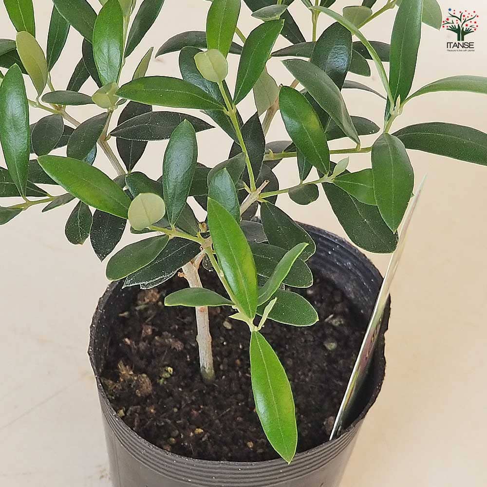 オリーブ フラントイオ 【果樹の苗 3.5号】｜ 【植物の
