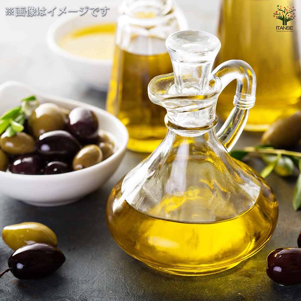 オリーブ フラントイオ 【果樹の苗 3.5号】