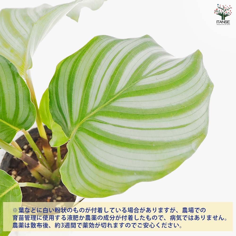 カラテア オルビフォリア 【観葉植物 4号／1個売り】