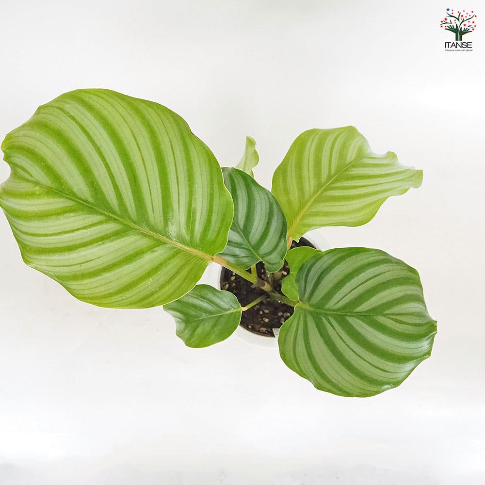 カラテア オルビフォリア 【観葉植物 4号／1個売り】