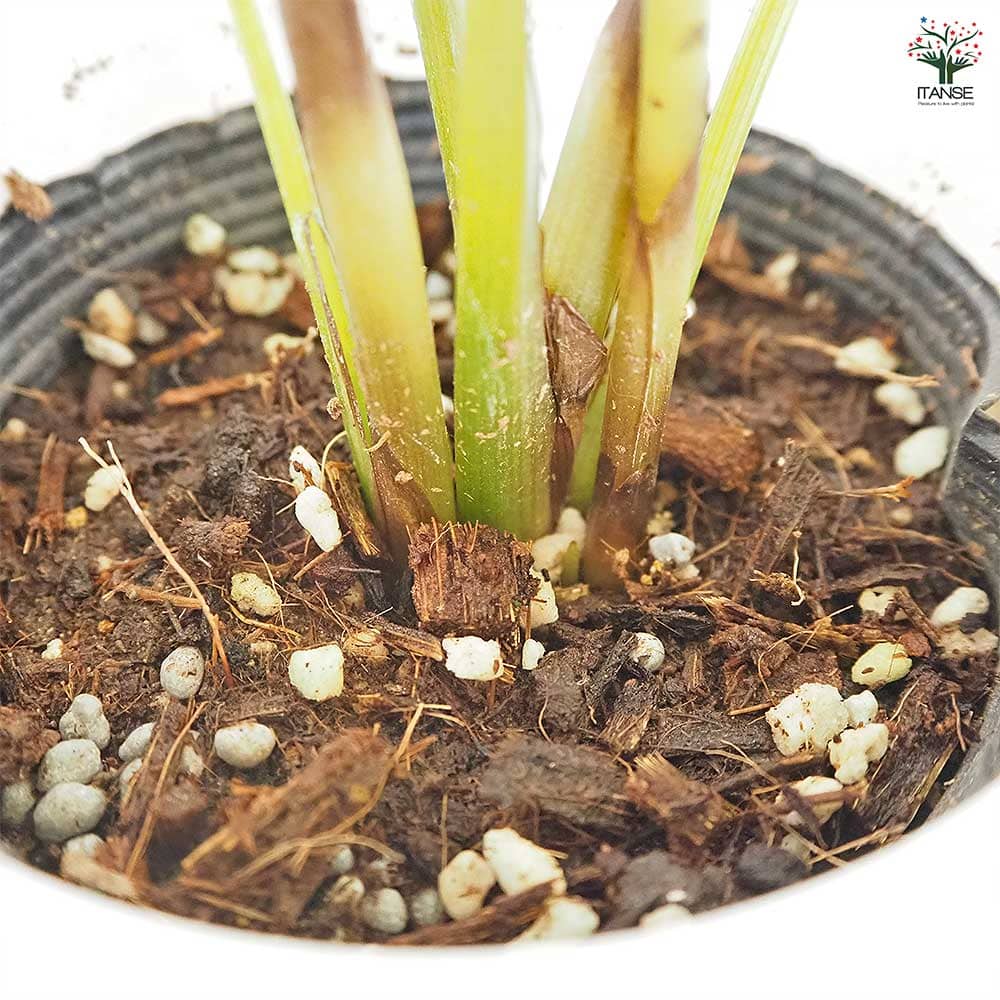 カラテア オルビフォリア 【観葉植物 4号／1個売り】