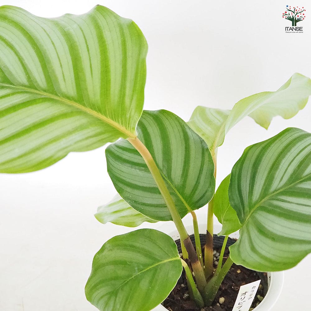 カラテア オルビフォリア 【観葉植物 4号／1個売り】