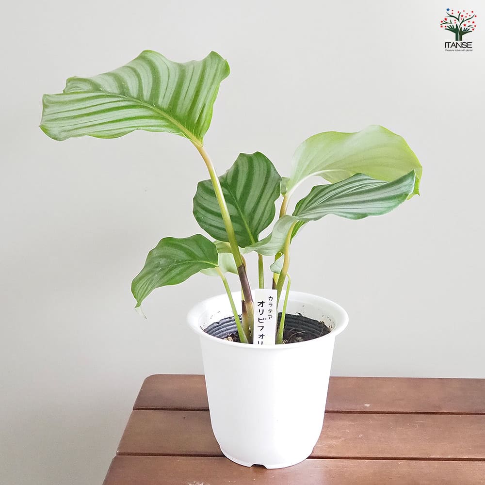 カラテア オルビフォリア 【観葉植物 4号／1個売り】