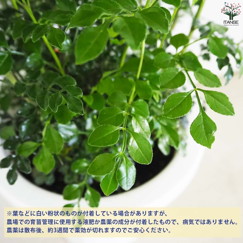 シマトネリコ 【観葉植物 7号鉢／1個売り】