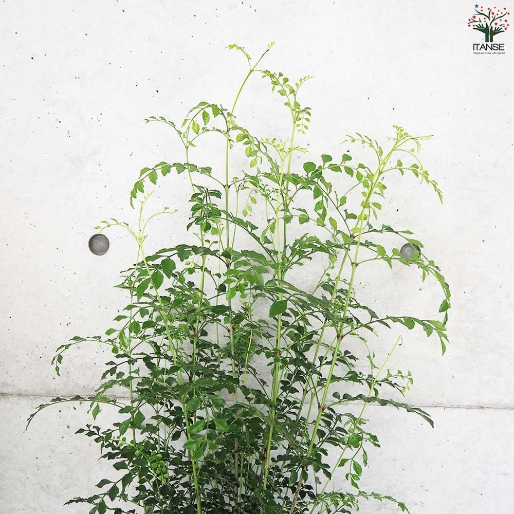 シマトネリコ 【観葉植物 7号鉢／1個売り】