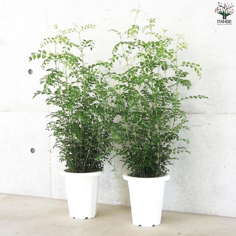 シマトネリコ 【観葉植物 7号鉢／1個売り】