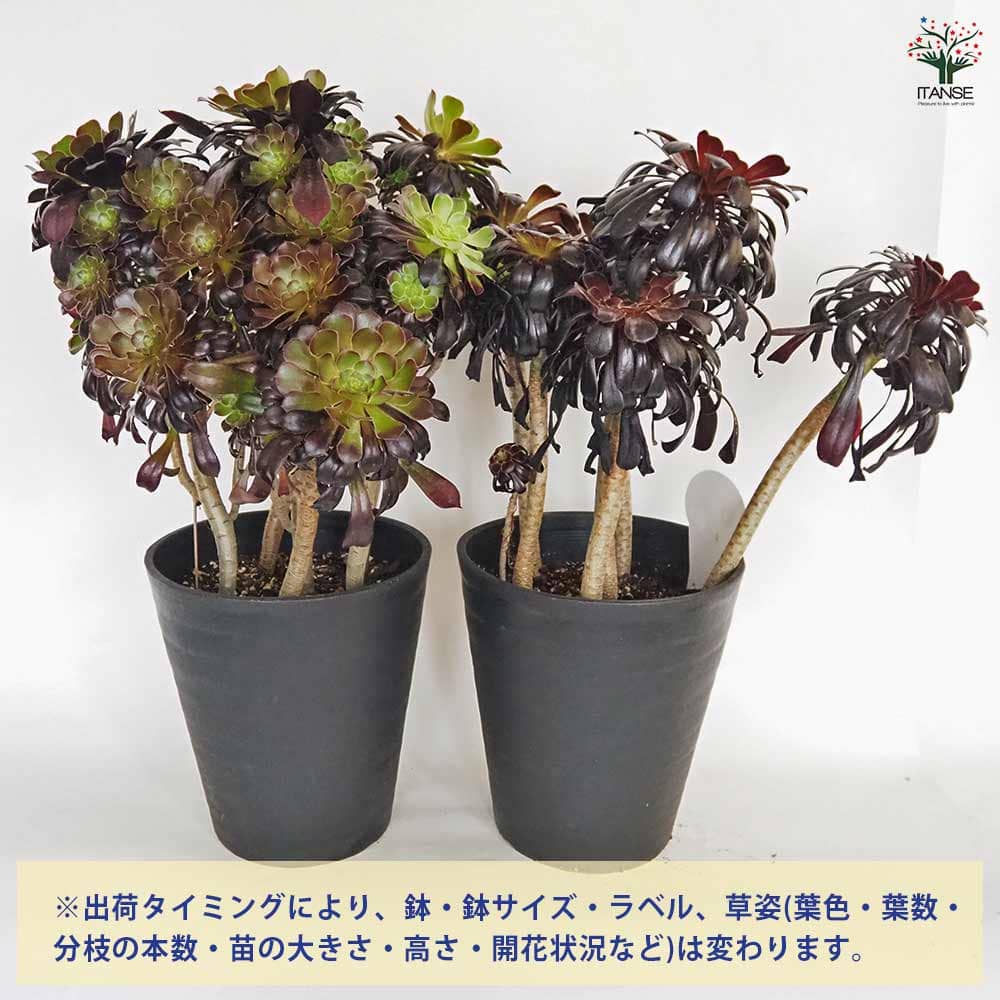 黒法師(サンシモン) 【多肉植物 7号／1個売り】