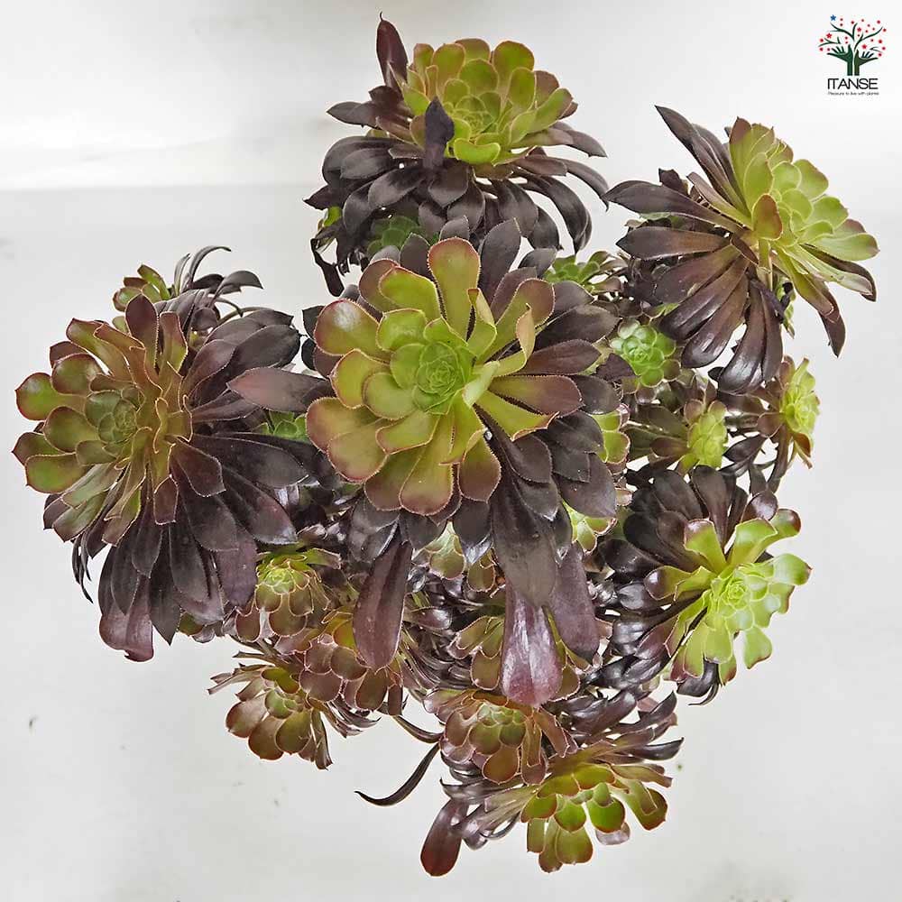 黒法師(サンシモン) 【多肉植物 7号／1個売り】