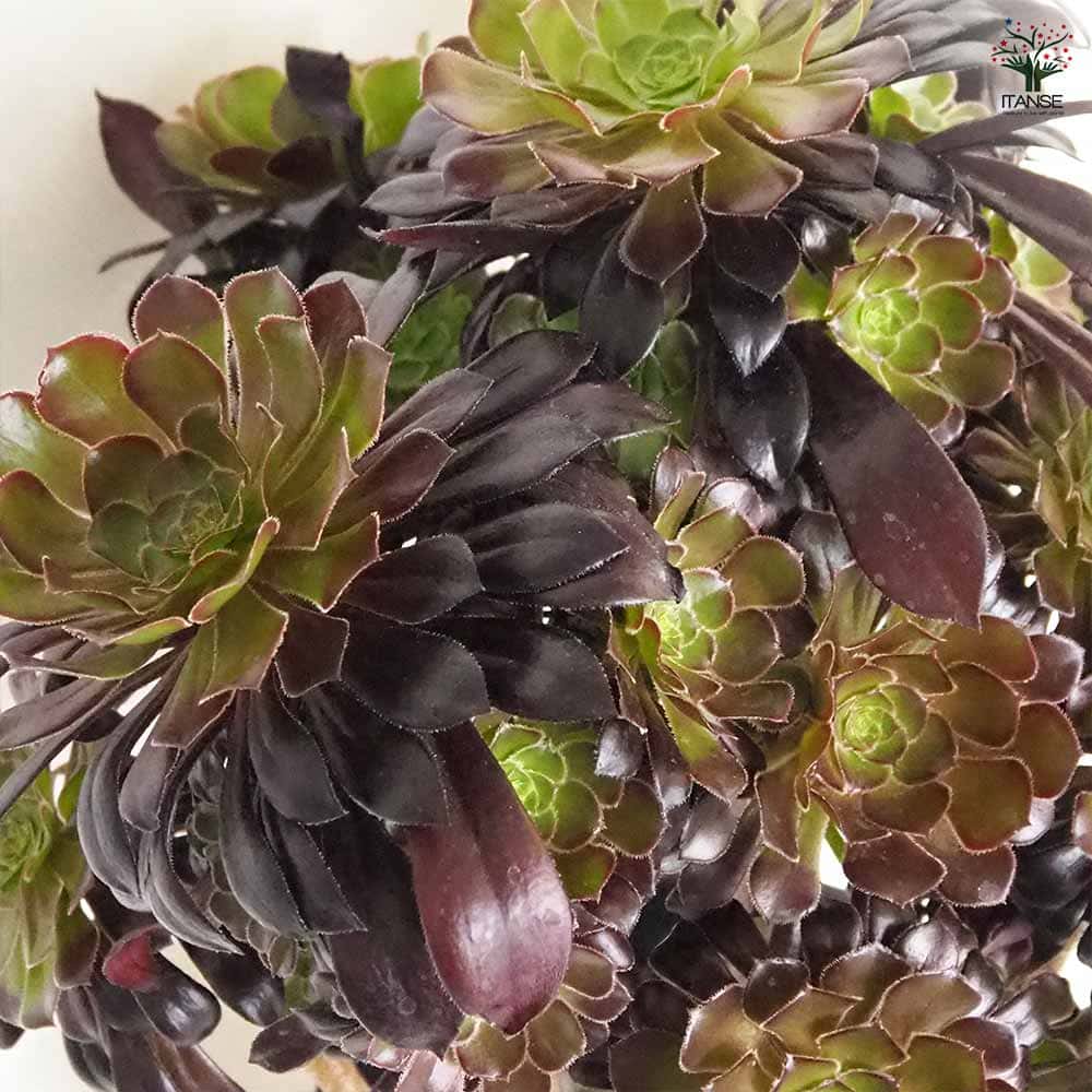 黒法師(サンシモン) 【多肉植物 7号／1個売り】｜ 【植物の