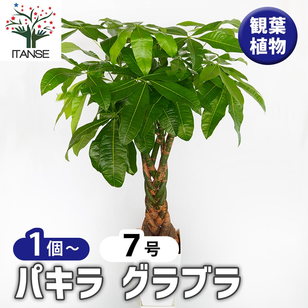 パキラ グラブラ 【観葉植物 7号／1個売り】｜ 【植物のITANSE