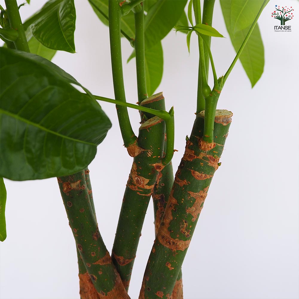 パキラ グラブラ 【観葉植物 7号／1個売り】｜ 【植物のITANSE