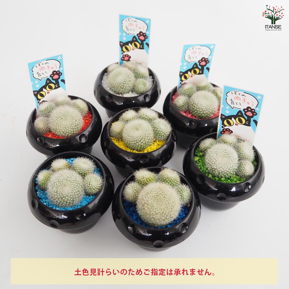 サボテン ぼくの肉きゅう 【多肉植物 2.5号】｜ 【植物のITANSE