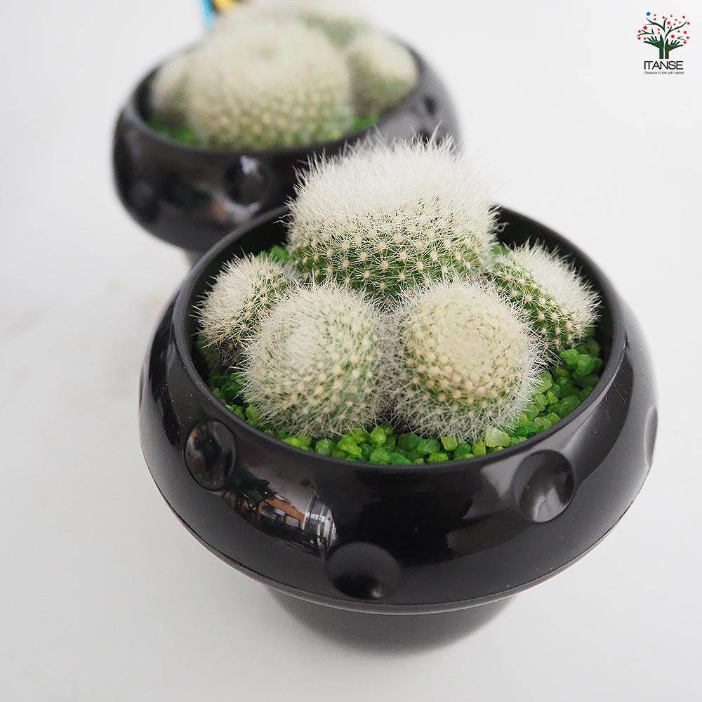 サボテン ぼくの肉きゅう 【多肉植物 2.5号】｜ 【植物の
