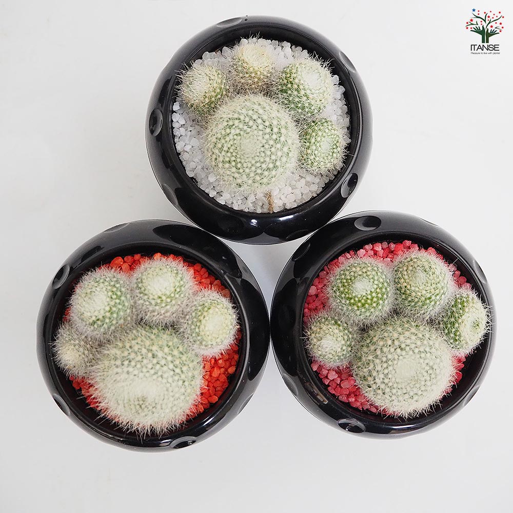 5点 まとめ出品　多肉植物 多肉植物 kthグラプトセダム 小桃いろは 品種登録出願中 古都の